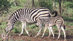 Zebras