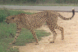 Gepard